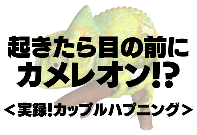 【衝撃】彼の家で…起きたら目の前にカメレオン！？→大声で叫び逃亡＜実録！カップルハプニング＞