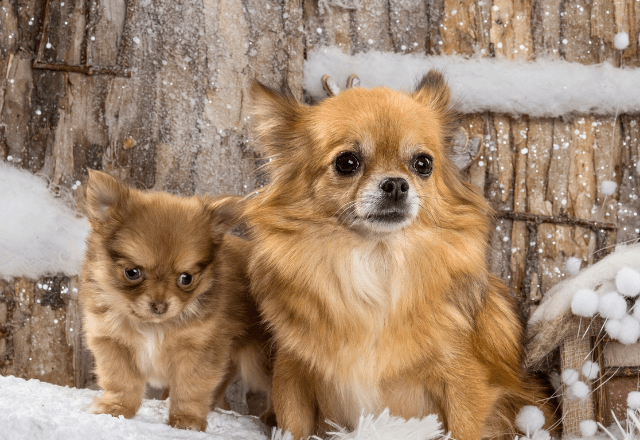 ドッグランで”犬見知り”する愛犬…端で震えていると→やってきた【小さいチワワ】との”まさかの光景”にクスっと！