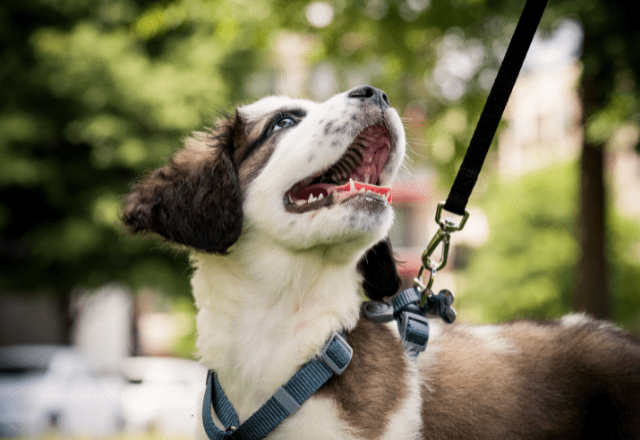 やんちゃ盛りの愛犬…”グイグイ引っ張られる”リードを離してみると！？→”思いもよらぬ行動”に感心！