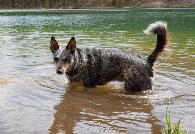 仲良しのワンコたちとの遊びに夢中な愛犬…→普段は”絶対に入らない”川の中へ！？それに気づいた愛犬の”行動”にキュン！