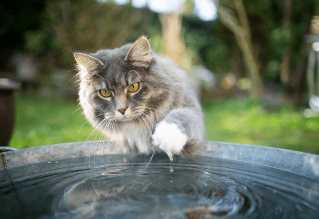 お湯の貯まったお風呂に…「猫が落下！？」→我が家の猫の”変わった習性”に思わずホッコリ…